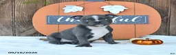 Boston Terrier dogs for sale: Avalanche - Ad 4