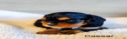 King Charles Spaniel dogs for sale: King Charles Spaniel 1 Caesar - Ad 16