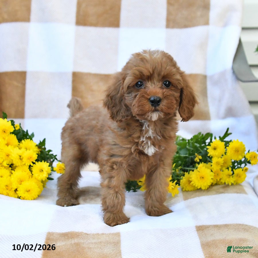 Cockapoo dogs Mabel - Ad 2