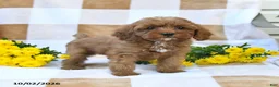 Cockapoo dogs for sale: Mabel - Ad 2