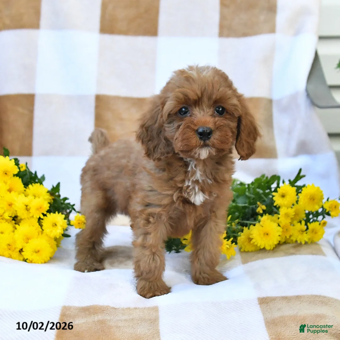 Cockapoo dogs for sale: Mabel - Ad 2