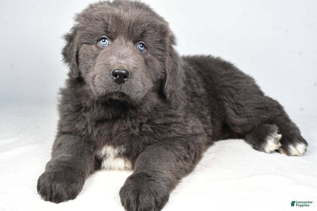 Newfoundland dogs for sale: Bruno - Ad 6
