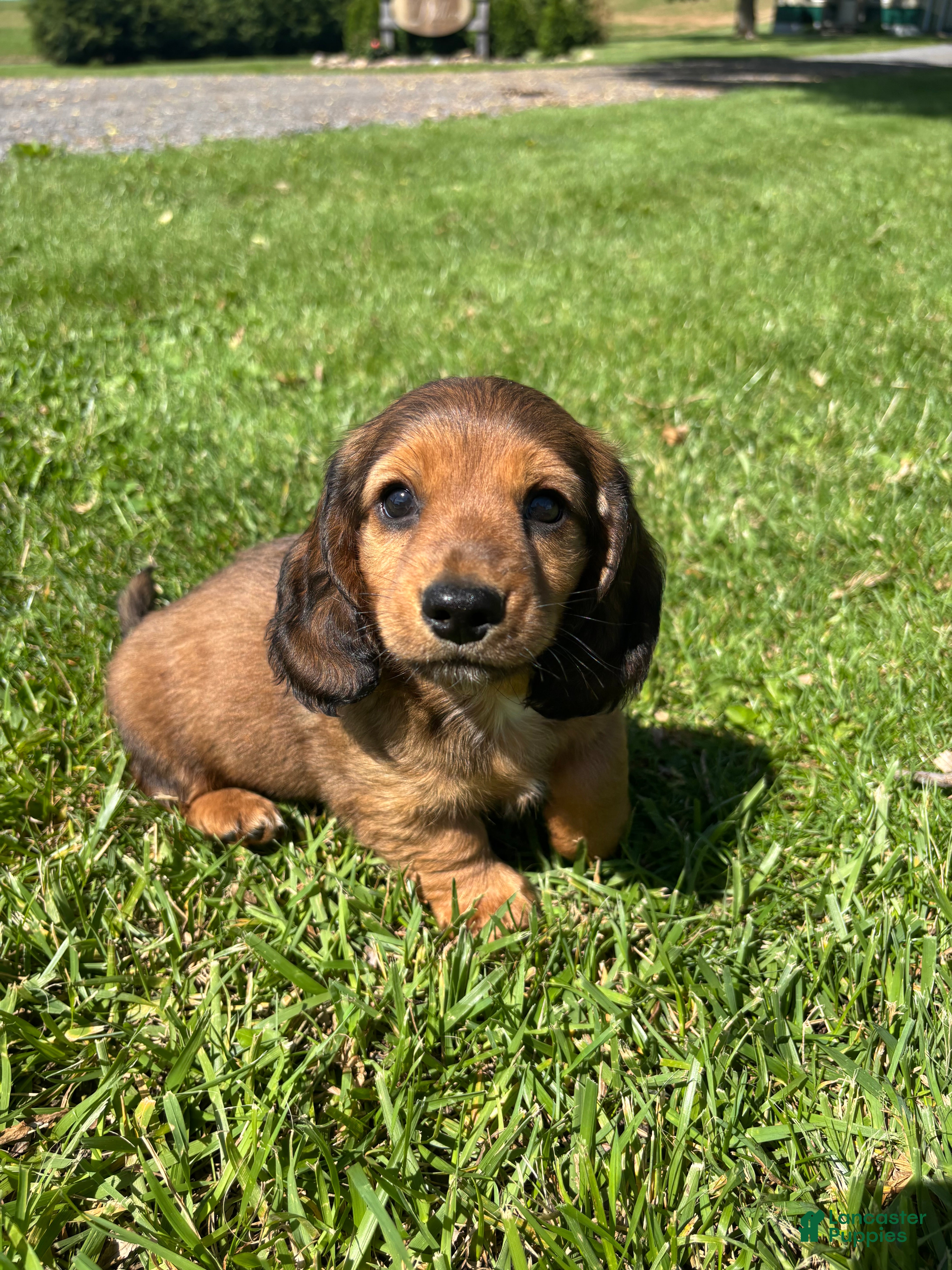 Miniature Dachshund dogs Blazer - Ad 1