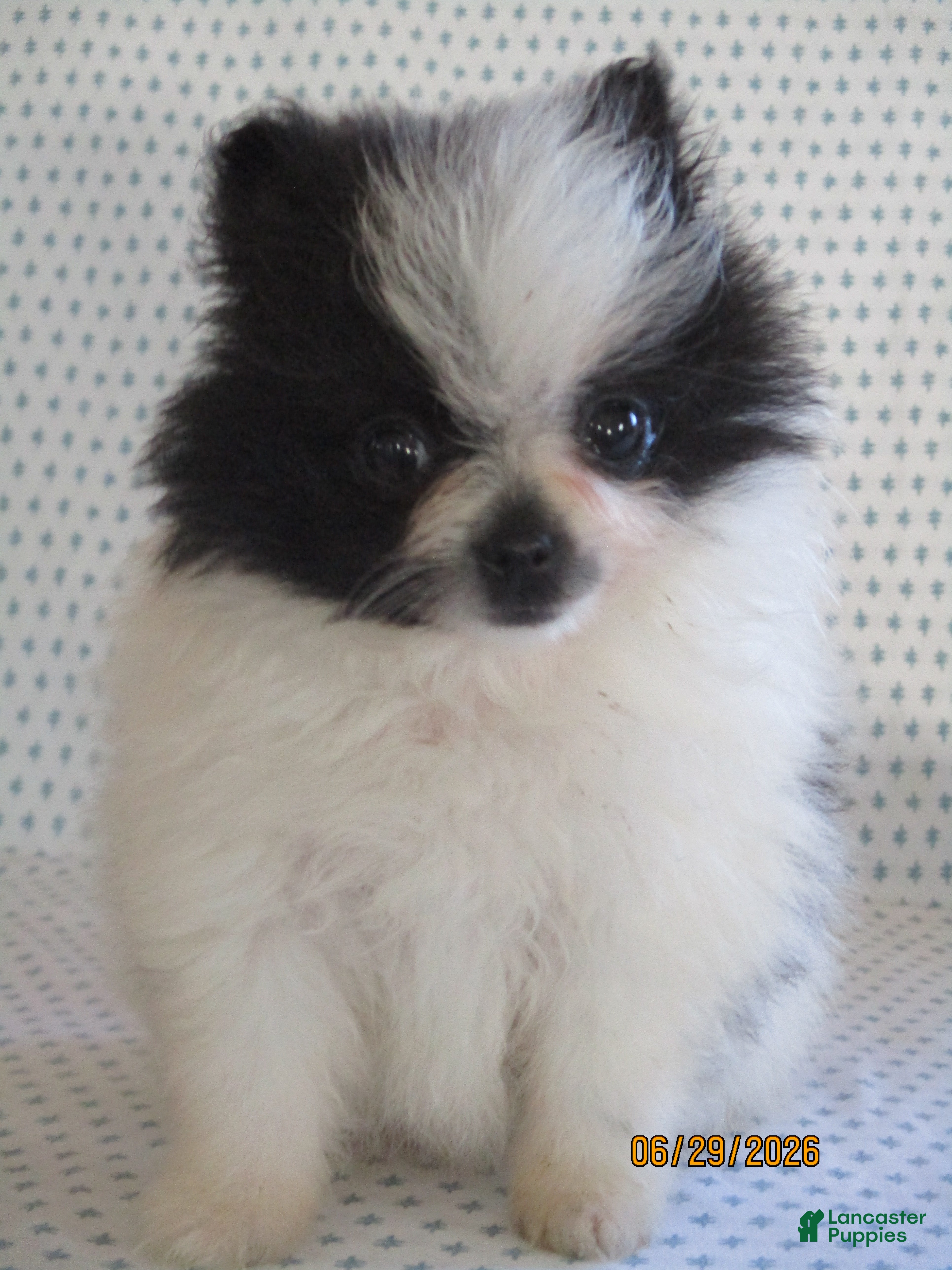 Pomeranian dogs Tiny - Ad 1
