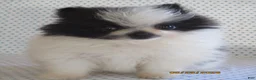 Pomeranian dogs for sale: Tiny - Ad 1