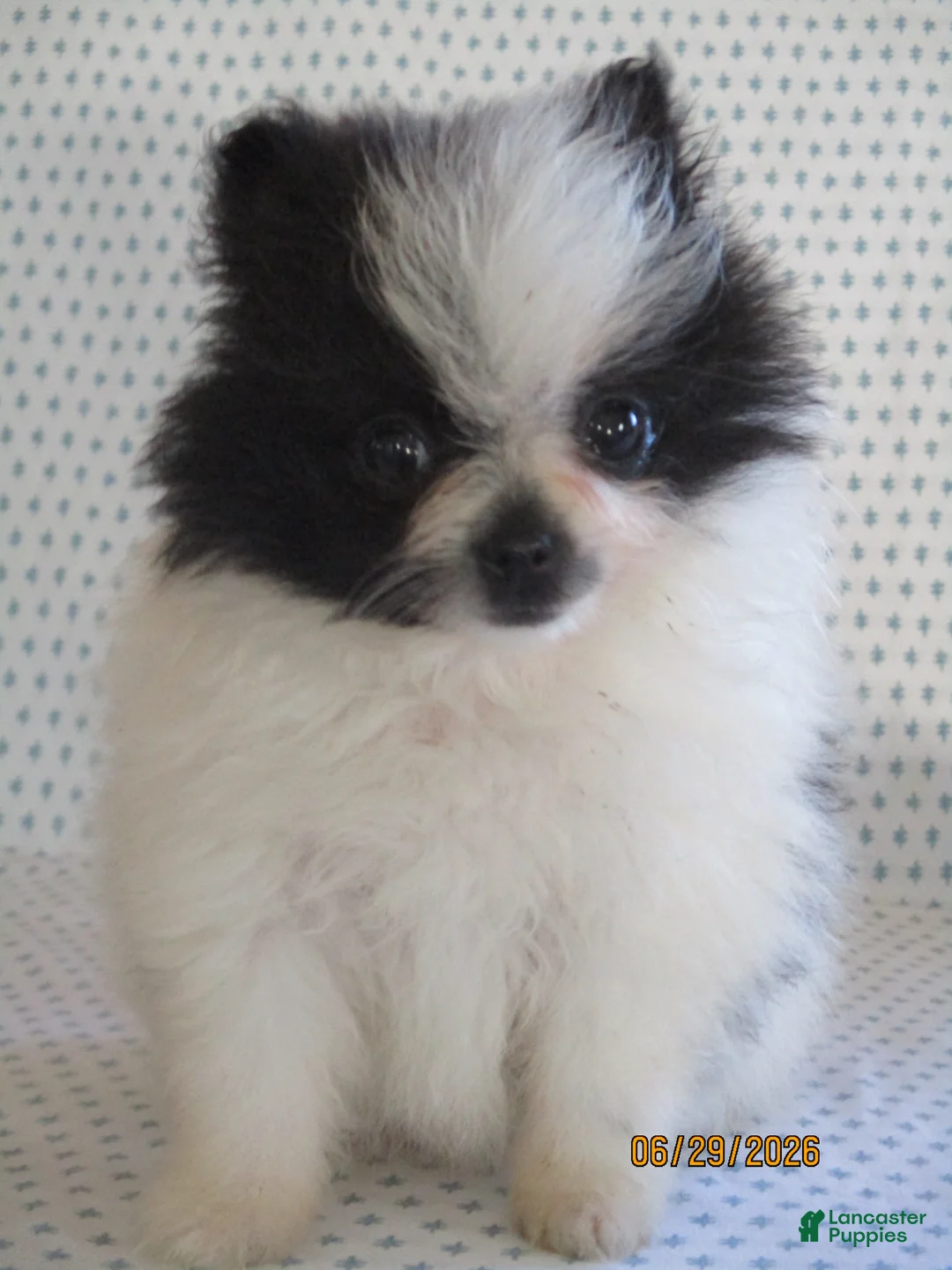 Pomeranian dogs for sale: Tiny - Ad 1