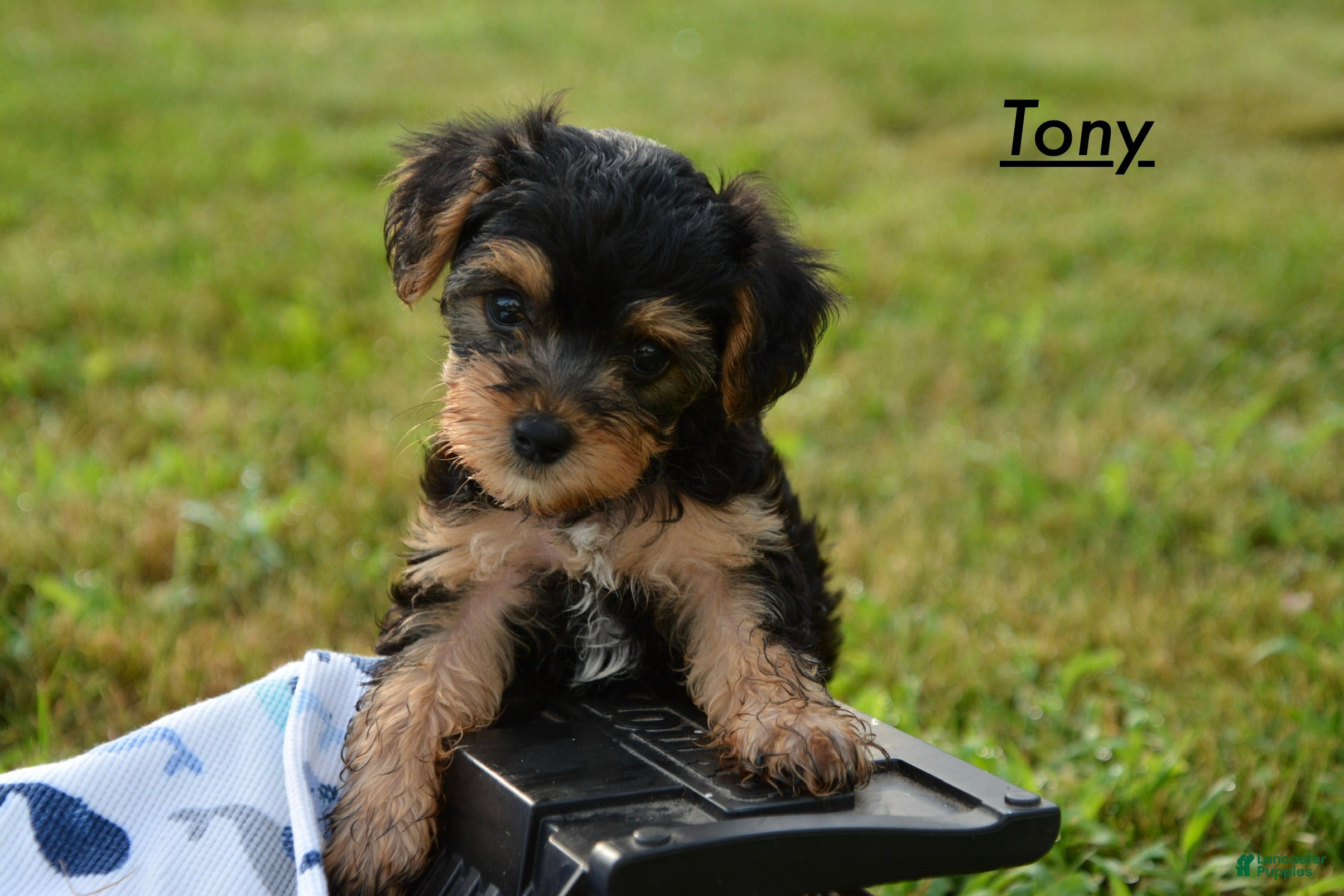 Yorkiepoo dogs Tony - Ad 20