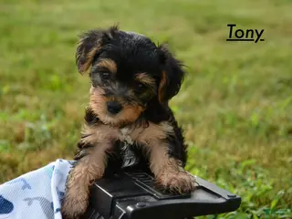 Yorkiepoo dogs Tony - Ad 18