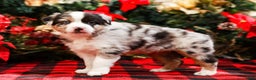 Miniature Australian Shepherd dogs for sale: Noel - Ad 6