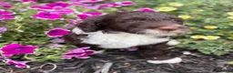 Portuguese Water Dog dogs for sale: Mr. B - Ad 3