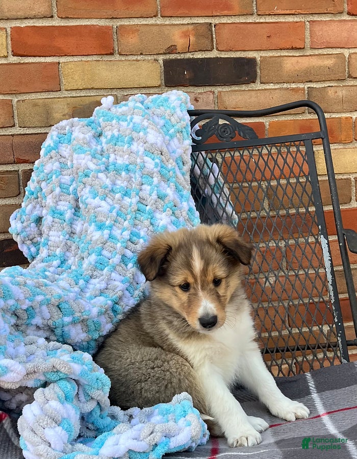 Shetland Sheepdog dogs Brooklyn - Ad 2