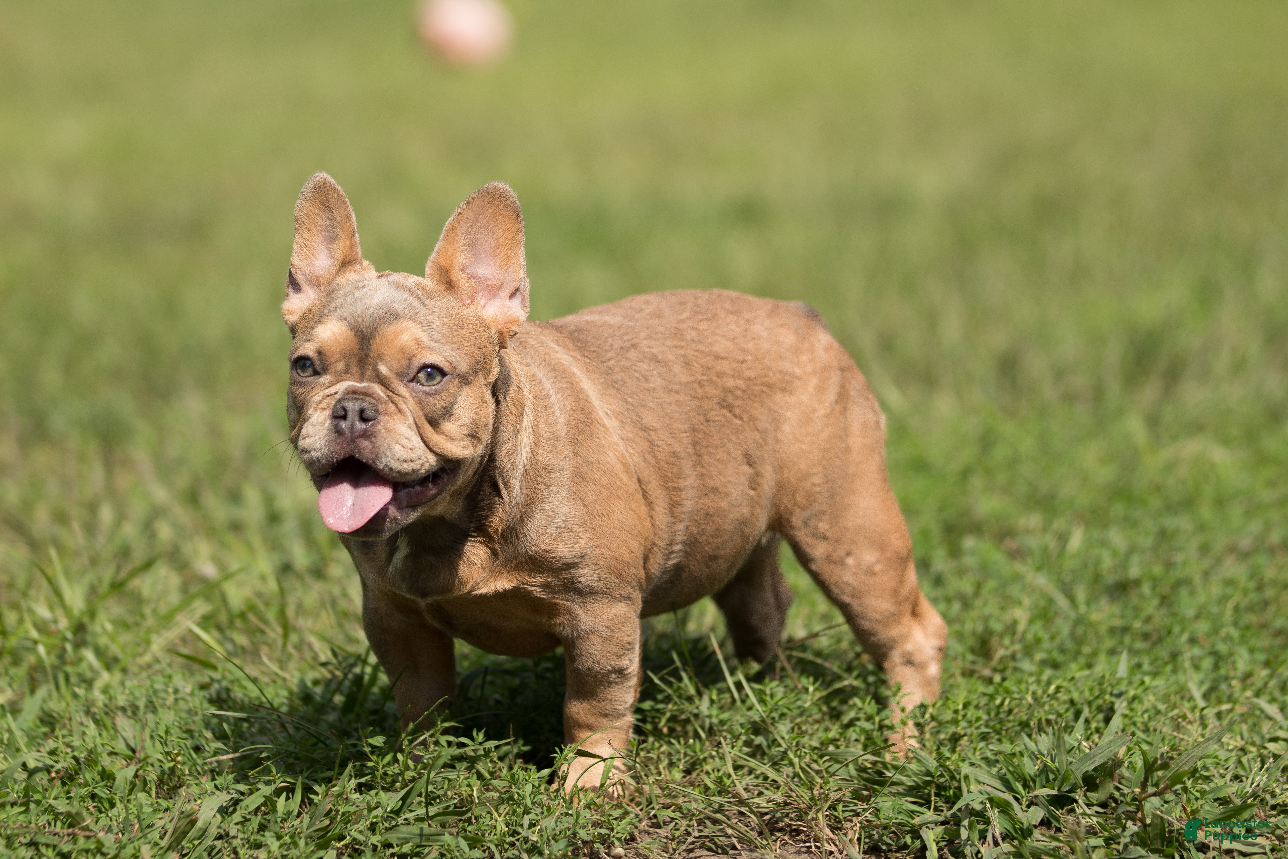 French Bulldog dogs French Bulldog 1 - Ad 2
