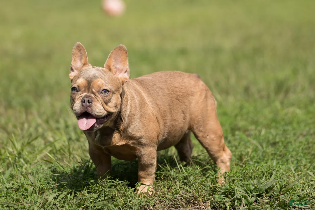 French Bulldog dogs for sale: French Bulldog 1 - Ad 1