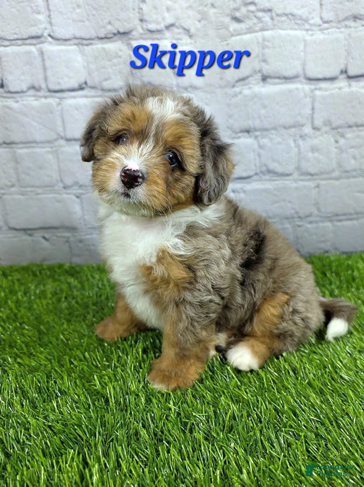 Mini Bernedoodle dogs Skipper  - Ad 2