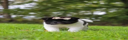 Akita dogs for sale: Skye - Ad 11