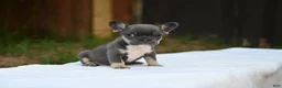 French Bulldog dogs for sale: French Bulldog 2 - Ad 14