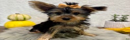 Yorkshire Terrier dogs for sale: Shania - Ad 2