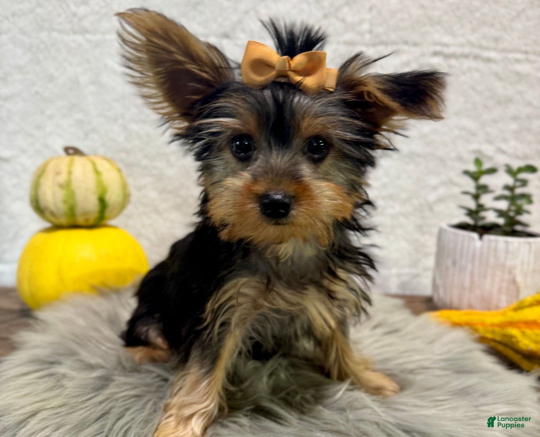 Yorkshire Terrier dogs for sale: Shania - Ad 2