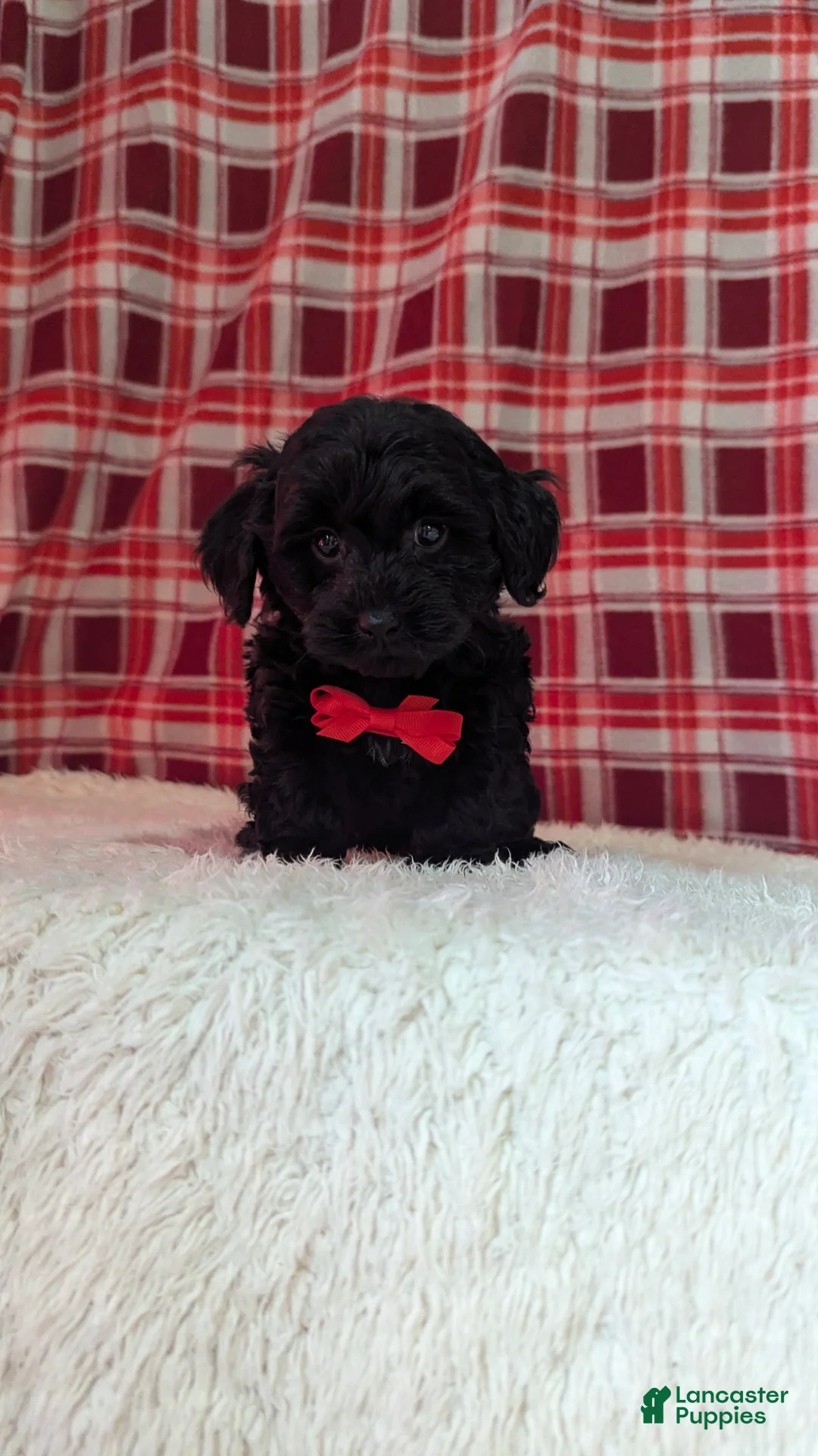 Yorkiepoo dogs for sale: Tyson  - Ad 16