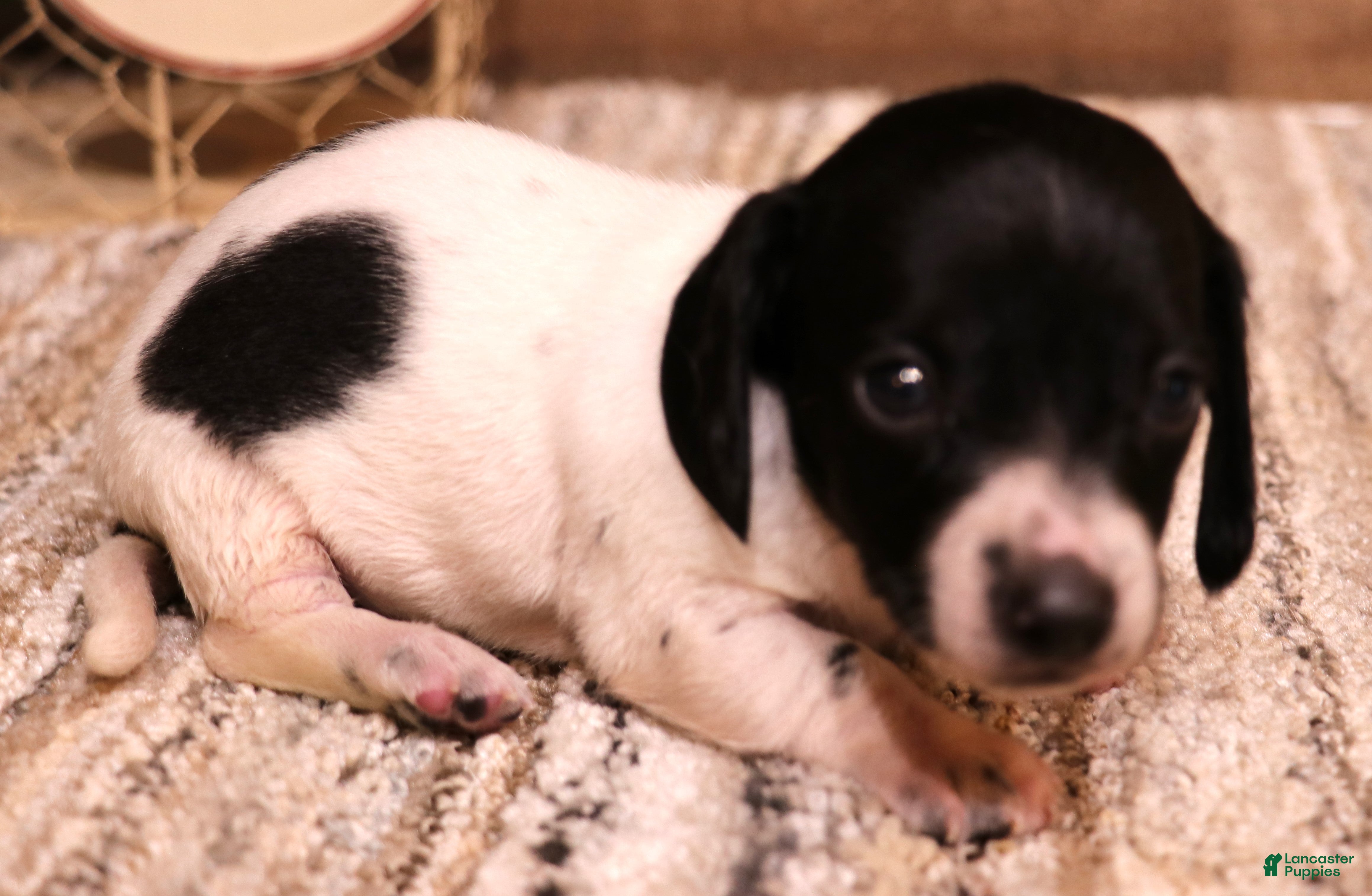 Miniature Dachshund dogs Peterson black/tan pied smooth male - Ad 28
