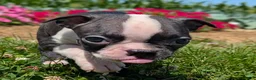 Boston Terrier dogs for sale: Toasted Marshmallow - Ad 3