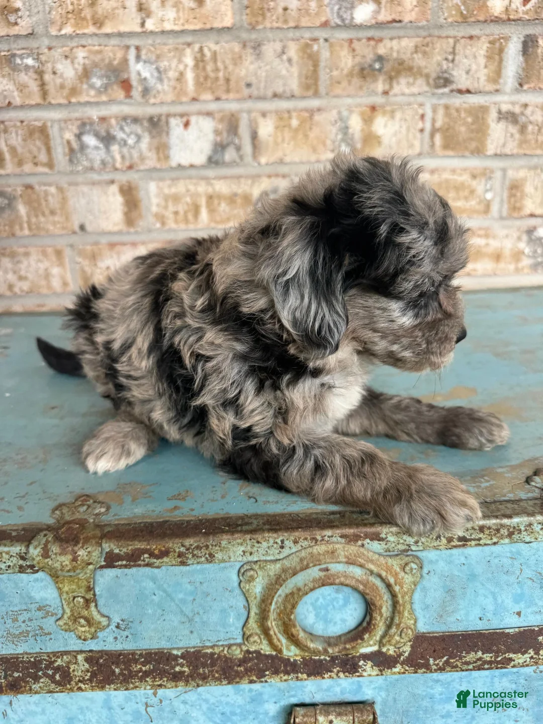 Mixed Breed dogs for sale: Sydney - Ad 5