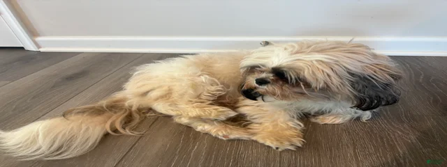 Cookie