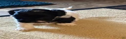 Mixed Breed dogs for sale: Baxter - Ad 21