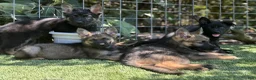 German Shepherd dogs for sale: German Shepherd 4 - Ad 4