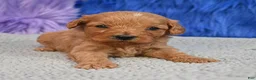 Cavapoo dogs for sale: Cavapoo 6 - Ad 5