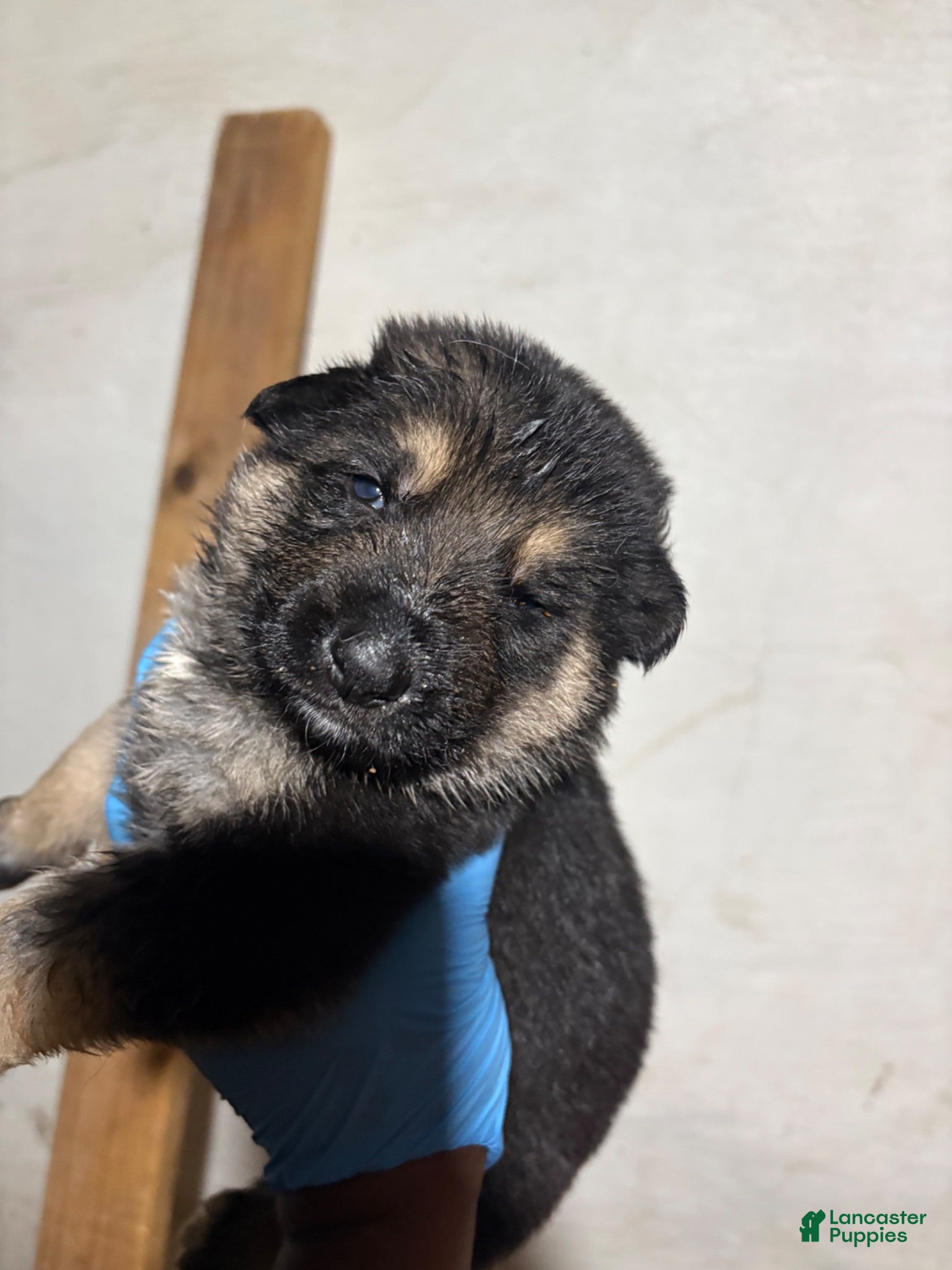 German Shepherd dogs German Shepherd 1 - Ad 3