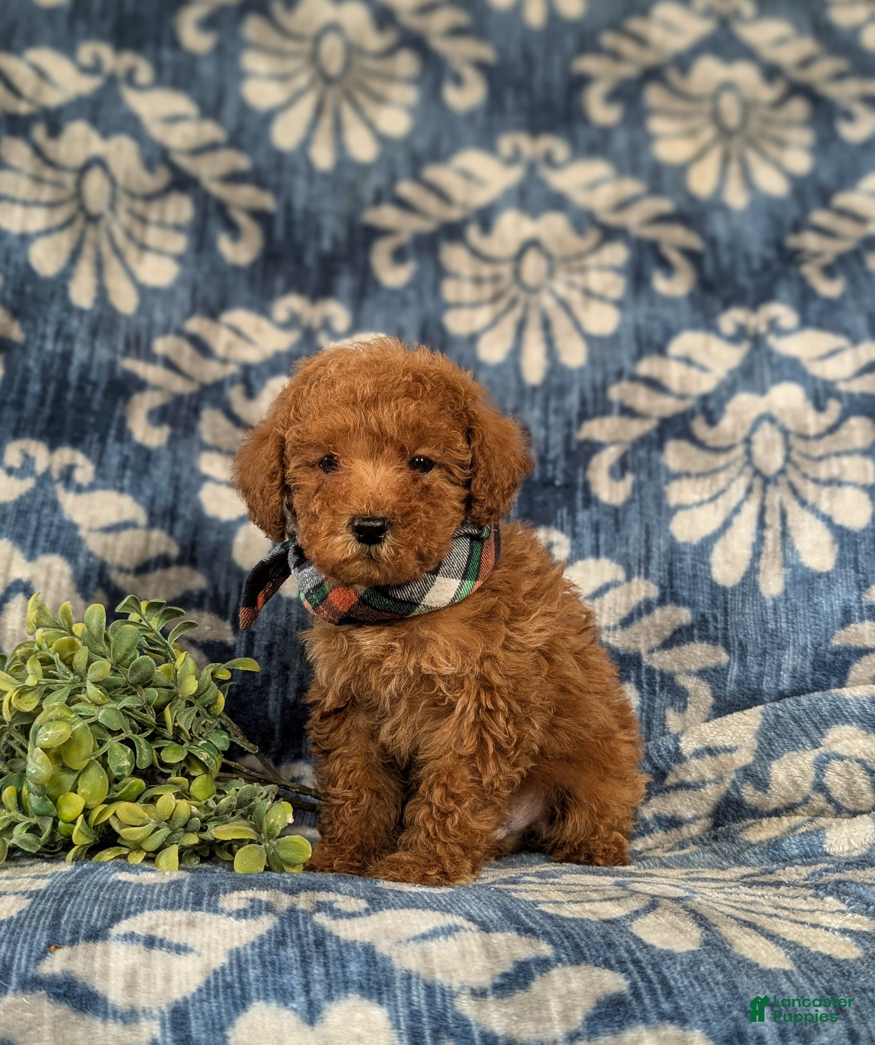 Maltipoo dogs Daeg - Ad 12