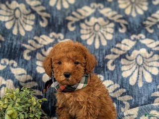 Maltipoo dogs Daeg - Ad 37