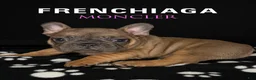 French Bulldog dogs for sale: MONCLER - Ad 1