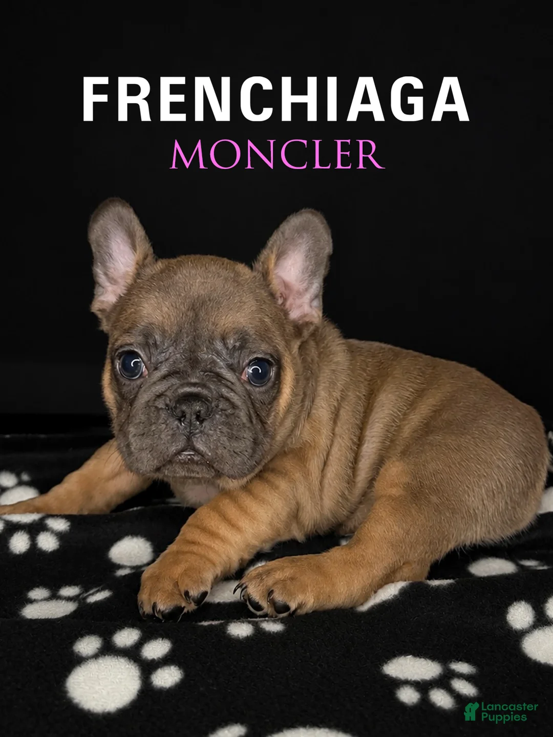 French Bulldog dogs for sale: MONCLER - Ad 1