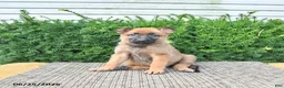 Mixed Breed dogs for sale: Anka - Ad 3