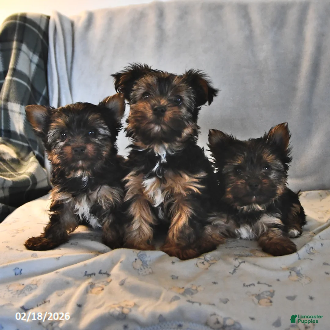 Yorkshire Terrier dogs for sale: Penny - Ad 5