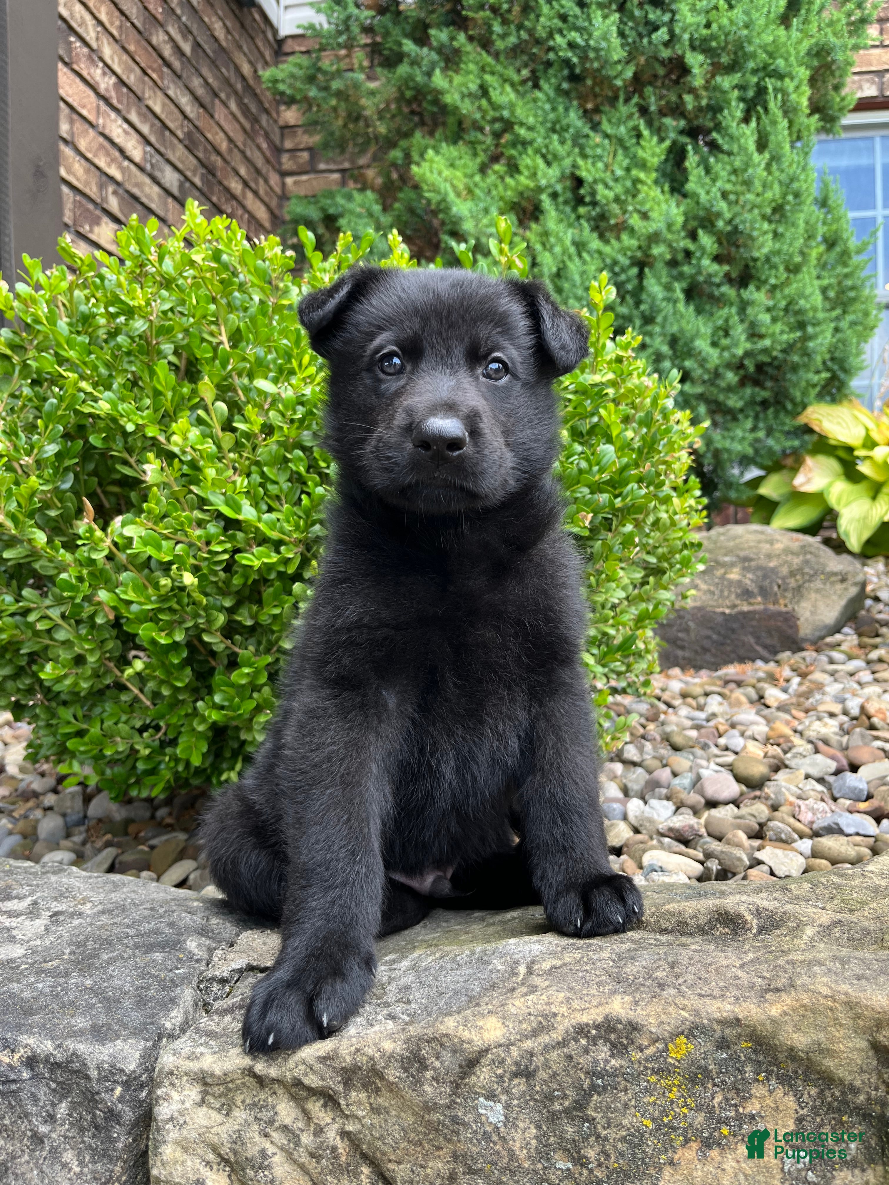 German Shepherd dogs Onyx - Ad 1