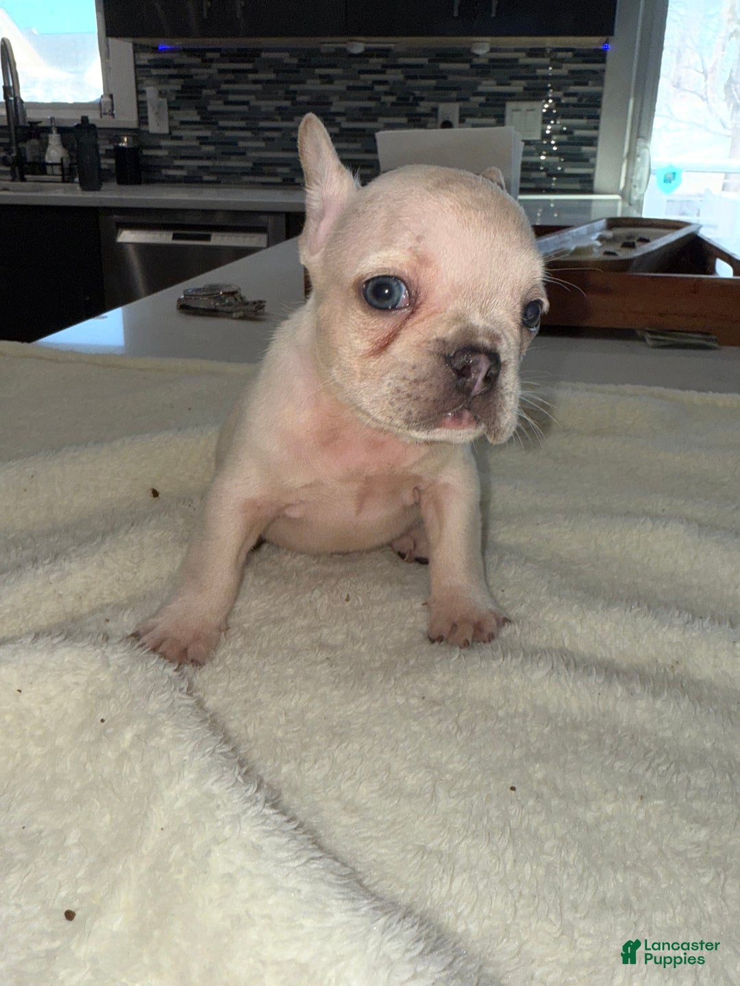 French Bulldog dogs for sale: French Bulldog Puppy 2 - Ad 4