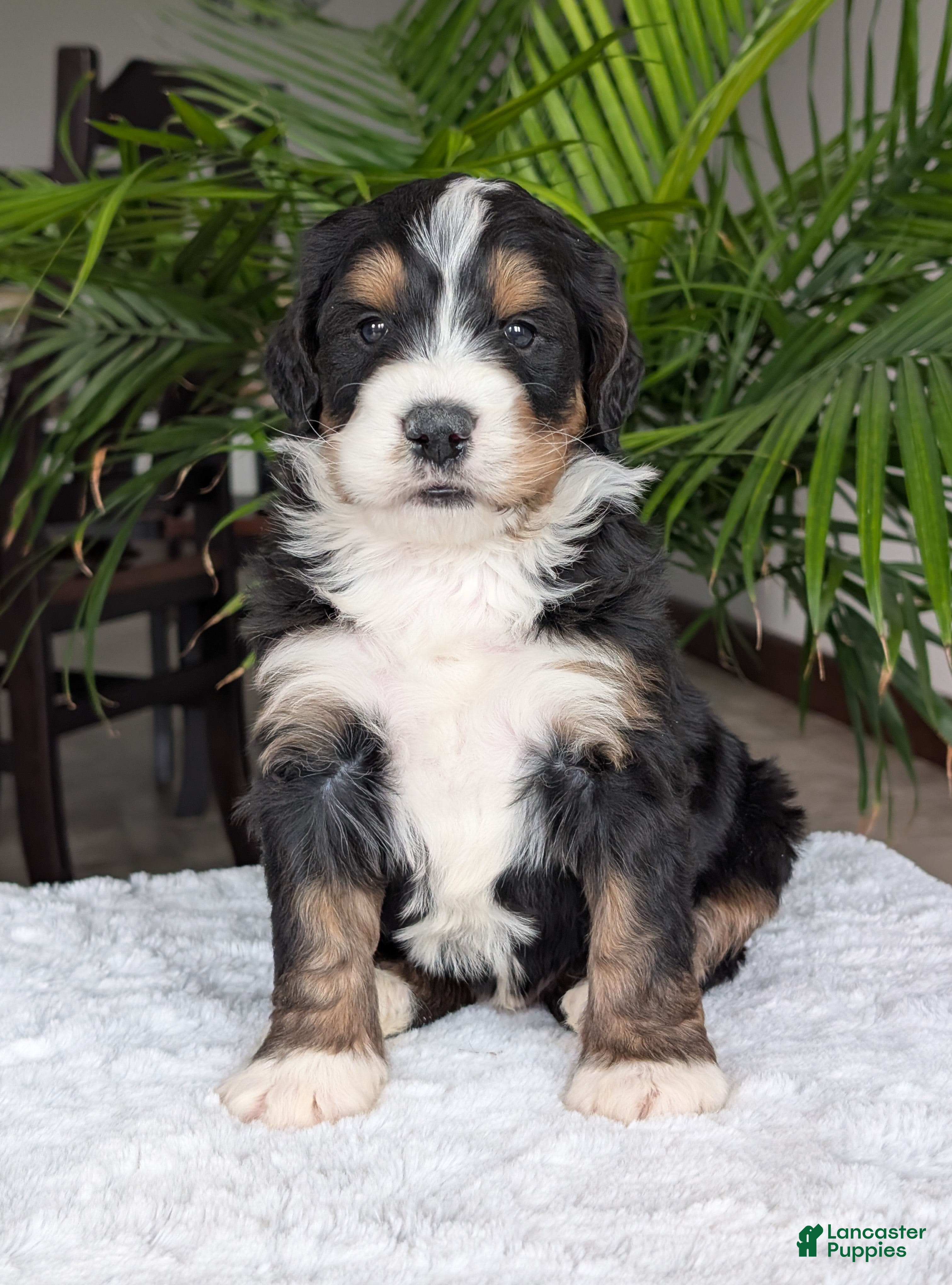 Mini Bernedoodle dogs Mini Hudson  - Ad 5