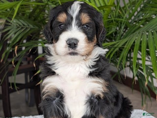 Mini Bernedoodle dogs - Ad 7