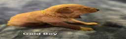 Golden Retriever dogs for sale: Gold Boy - Ad 6