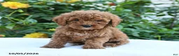 Mini Goldendoodle dogs for sale: Lilly - Ad 6