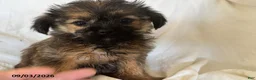 Shorkie dogs for sale: Linda - Ad 3