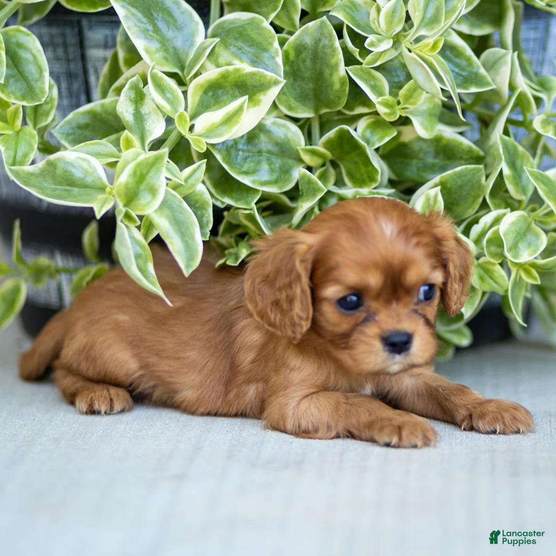 Cavalier King Charles Spaniel dogs for sale: Asher - Ad 4