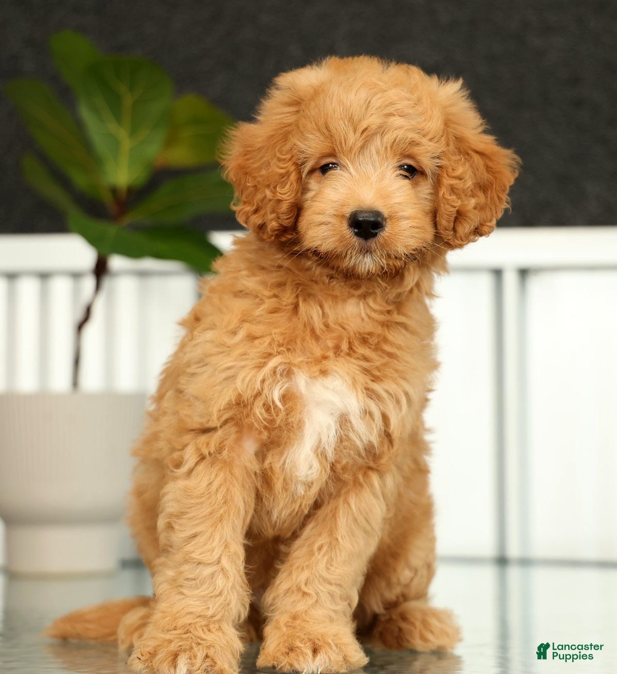 Mini Goldendoodle dogs Sammy - Ad 2