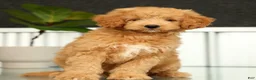Mini Goldendoodle dogs for sale: Sammy - Ad 2
