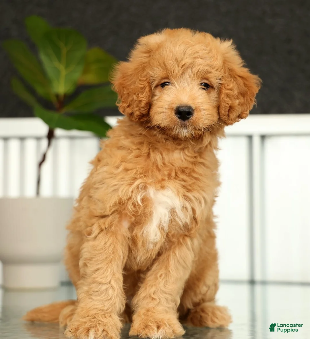 Mini Goldendoodle dogs for sale: Sammy - Ad 2