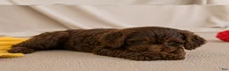 Cockapoo dogs for sale: joy - Ad 6
