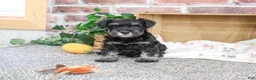 Miniature Schnauzer dogs for sale: Thornton - Ad 5